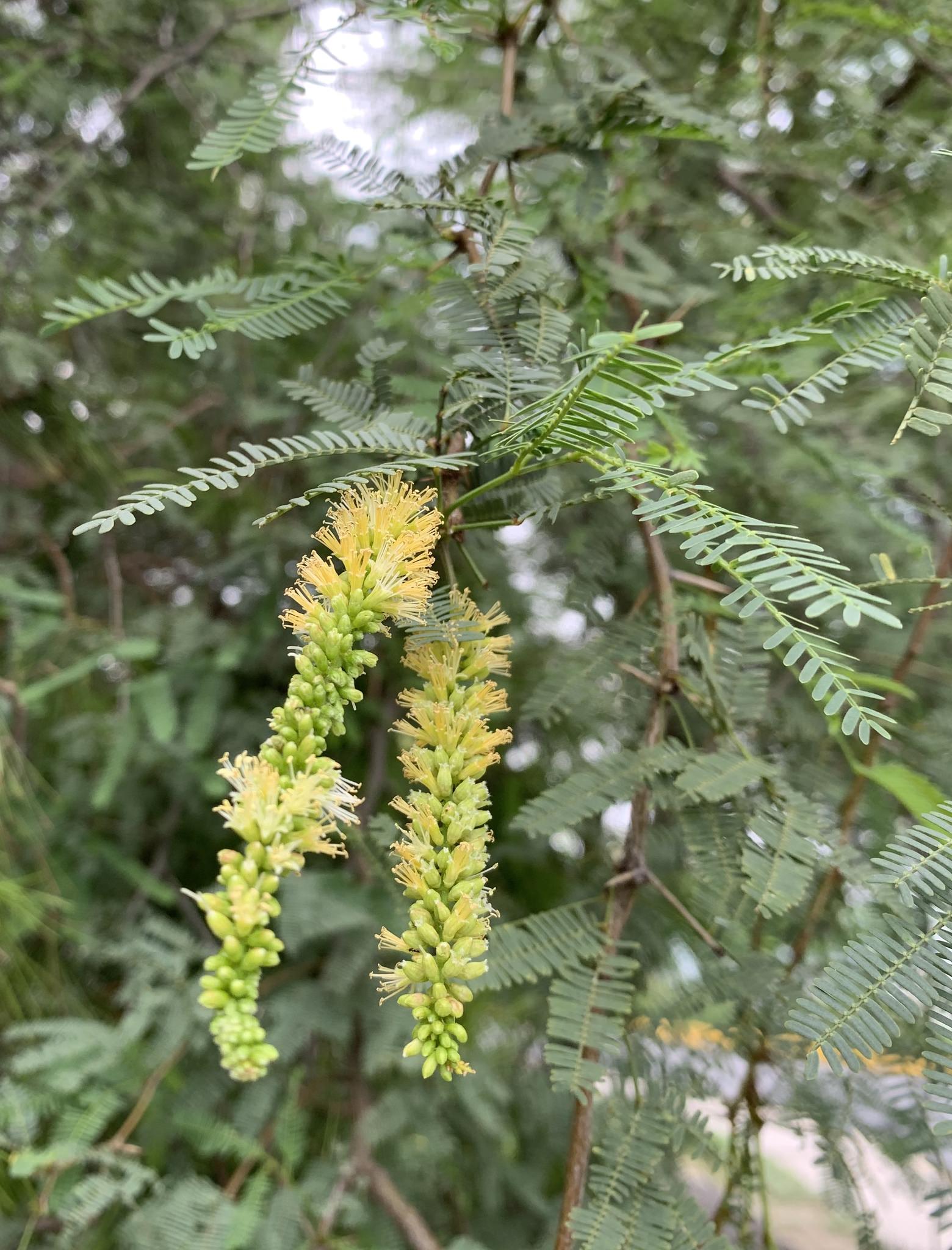 Prosopis laevigata